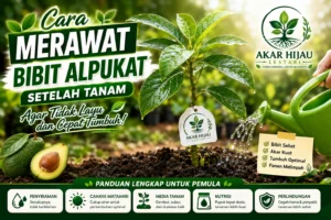Cara merawat bibit alpukat setelah tanam agar tidak layu dan cepat tumbuh dengan penyiraman, cahaya matahari, dan nutrisi yang tepat.
