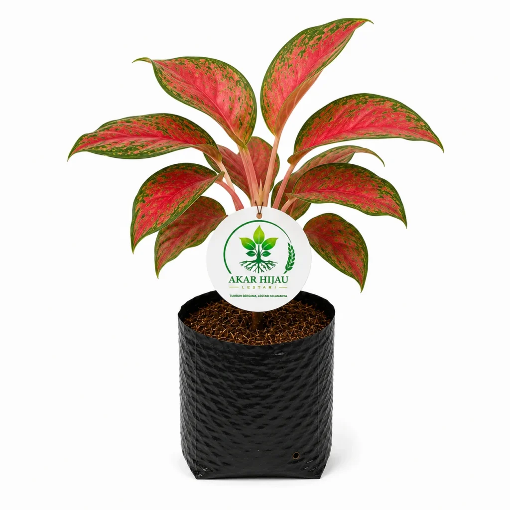 Tanaman hias Aglonema Cinta berdaun merah hijau dalam polybag hitam dengan label Akar Hijau Lestari.