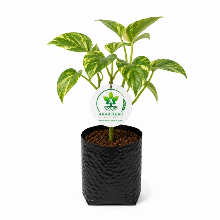 Tanaman Hias Sirih Gading Tanaman Sirih Gading (Epipremnum aureum) Golden Pothos dalam polybag hitam dengan label Akar Hijau Lestari.