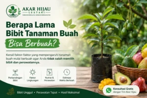 Berapa lama bibit tanaman buah bisa berbuah dan faktor yang memengaruhinya