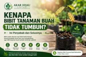 Bibit tanaman buah tidak tumbuh dan penyebab serta solusinya