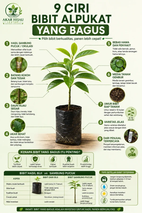 Infografis 9 ciri bibit alpukat yang bagus hasil sambung pucuk dengan batang kokoh, daun hijau sehat, akar kuat, dan siap ditanam.