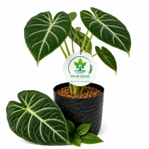 Tanaman hias Kuping Gajah Alocasia dalam pot hitam