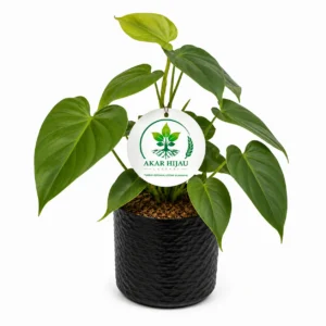 Tanaman hias Philodendron dalam pot AkarHijau