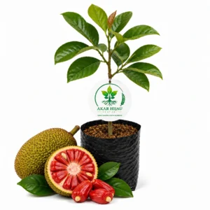 Bibit buah nangka merah unggul dalam polybag dengan buah nangka merah