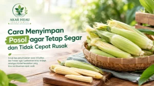 Cara menyimpan posol agar tetap segar dan tidak cepat rusak